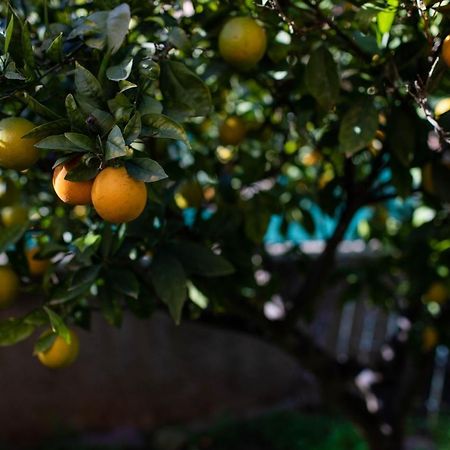 Florit Flats - The Orange Lemon Tree House Villa La Eliana Buitenkant foto
