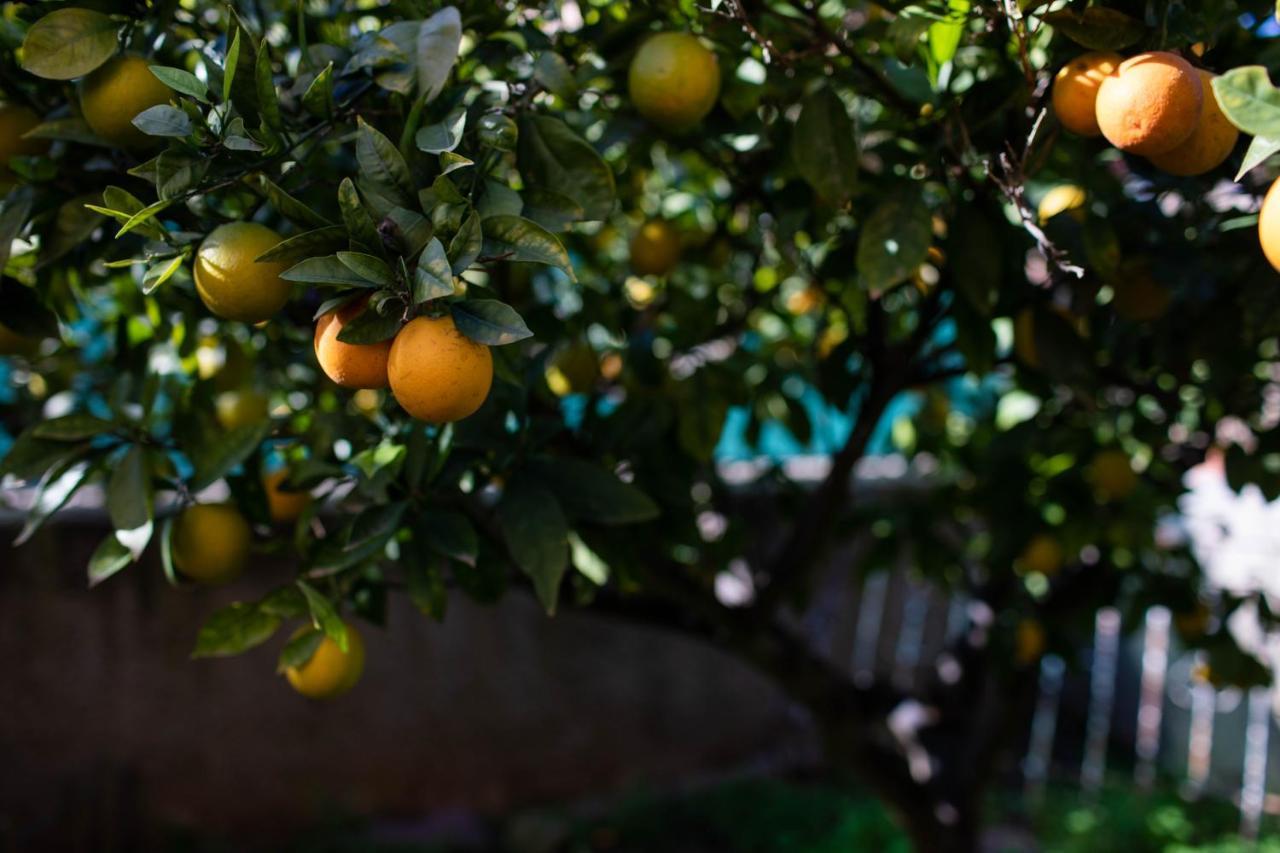 Florit Flats - The Orange Lemon Tree House Villa La Eliana Buitenkant foto